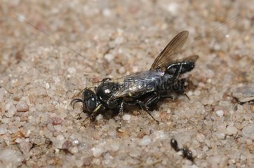 Digger wasp and prey digging a tunnel - Northern Vosges