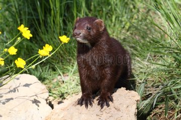 American Mink on rock - Brittany France