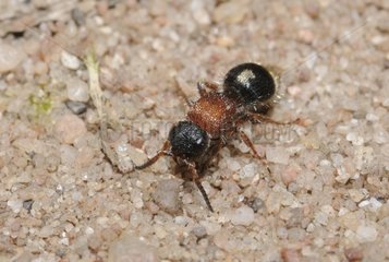 Small Velvet Ant on sand - Northern Vosges France