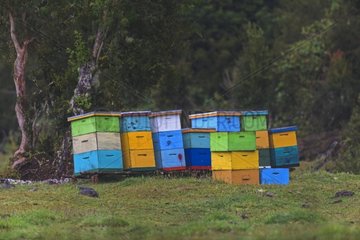 Hives in a meadow in Chilean Patagonia