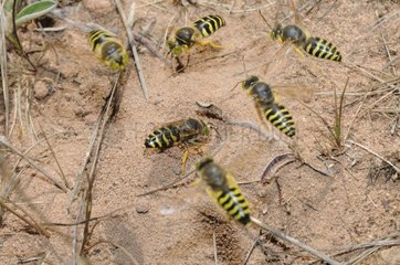 Sand Wasps in flight and female digging - Northern Vosges