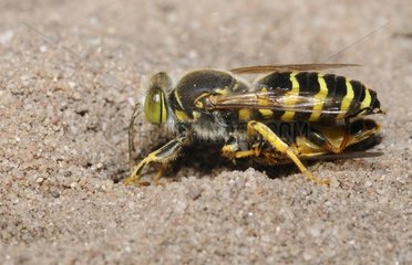 Sand Wasp providing Syrphid - Northern Vosges