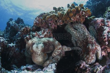 Octopus trying to reproduce at Cocos Island