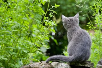 Kitten on a stone wall Oberbruck