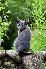 Kitten sitting on a stone wall Oberbruck