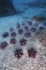 Red sea urchins on the sandy bottom Cocos Island