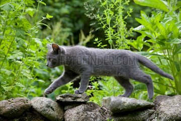 Kitten walking on a stone wall Oberbruck FRance