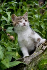 Kitten sitting on a stone Oberbruck France