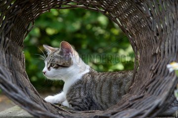 Kitten lying near a basket Oberbruck