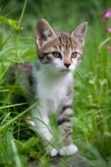 Kitten sitting in grass Oberbruck France