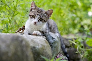 Kitten looking at a Purple Emperor on a wall Oberbruck