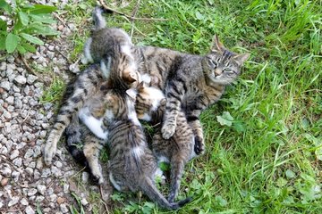 She-cat nursing her kittens in the grass Oberbruck France