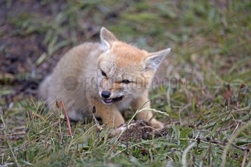 Young South American Grey Fox with prey - Torres del Paine