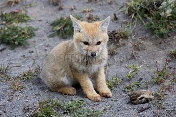 Young South American Grey Fox with prey - Torres del Paine
