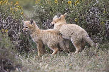 Young South American Grey Foxes playing - Torres del Paine