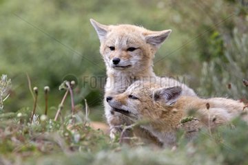 Young South American Grey Foxes playing - Torres del Paine
