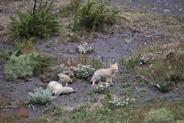 South American Grey Fox and young - Torres del Paine Chile