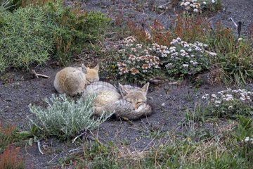 South American Grey Fox and young - Torres del Paine Chile