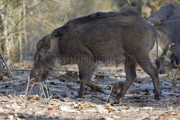 Eurasian wild boar in the woods - Bandhavgarh NP India