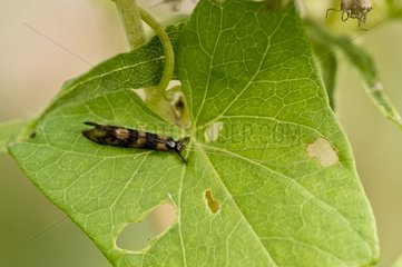 Caddis fly on a leaf - Denmark