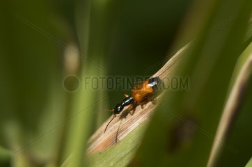 Ground Beetle on a leaf - Denmark