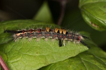 Rusty Tussock Moth larva on leaf - Denmark