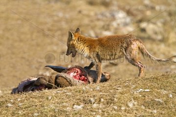 Fox with the disease of the gall mite Spain