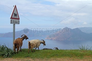Corsica Goats and pannel in the creeks Corsica France