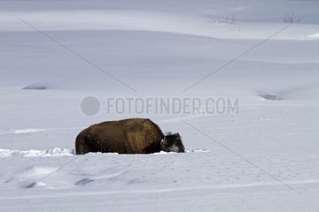 American Bison in snow Yellowstone NP USA