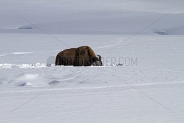 American Bison in snow Yellowstone NP USA