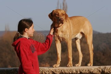 Jeune fille caressant un chien de chasse bâtard France