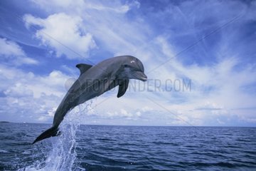Grand dauphin sautant Roatan Honduras