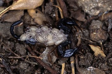Scorpion femelle portant ses pullus au stade 1France