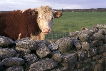 Cow looking with the top of low wall a stone Cornwell