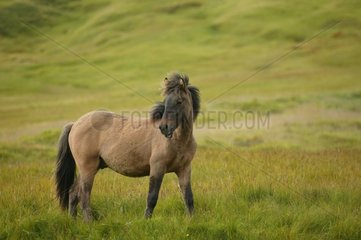 Isländisches Pony in Island