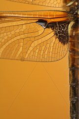 Detail of Four-spotted Chaser's wing Switzerland