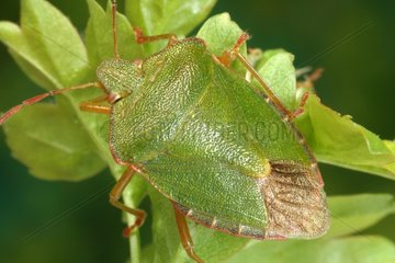 Grüner Käfer auf ein Frankreichblatt platziert