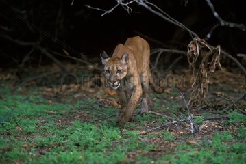Puma marchant dans la nuit Llanos Venezuela