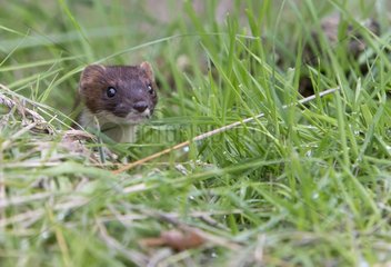 Stoat coming out of its den in summer - GB