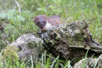 Stoat looking for prey in summer - GB