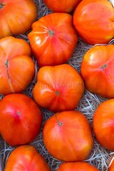 Harvest of tomatoes 'Coeur de Boeuf'