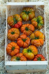 Harvest of tomatoes 'Marmande'