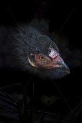 Head Black Hen - Amapa Brazil