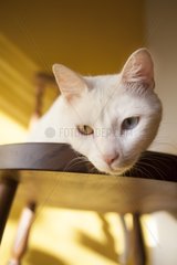 Portrait of white cat with odd eyes - Brazil