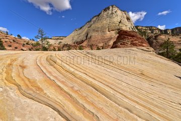 Geological landscape - Zion NP Utah USA