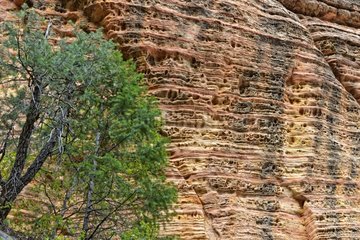 Trees in front of eroded cliff - Zion NP Utah USA