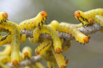 Caterpillars in defensive position on a bush - Nevada USA