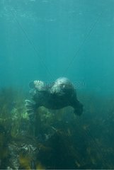 Graues Robbe schwimmen unter Wasser sieben Insel Frankreich