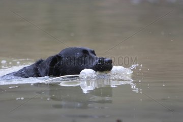Labrador Retriever reporting a contribution in swimming