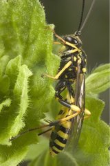 Parasitäre Hymenoptera Bourgogne Frankreich